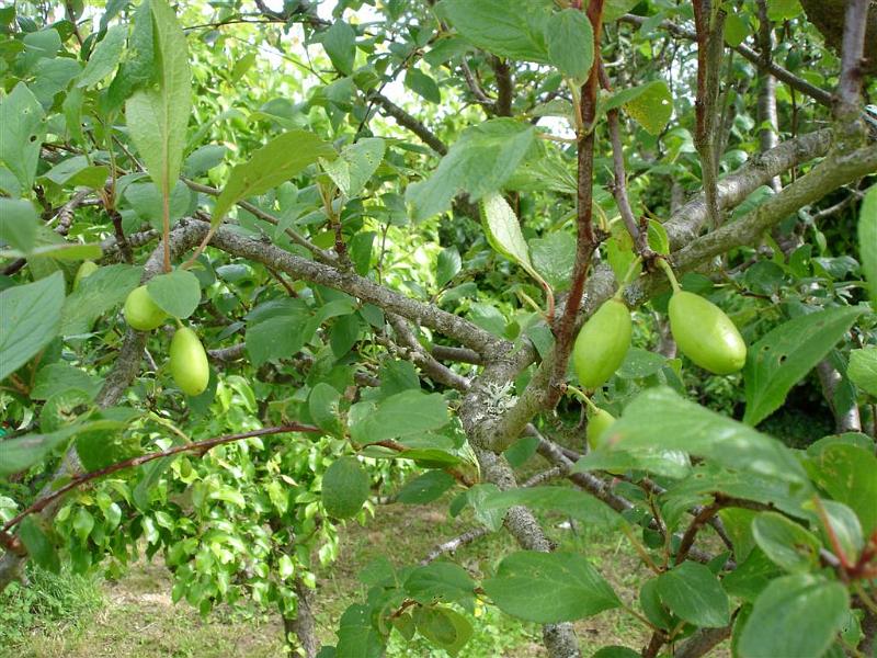 Prunes jaunes